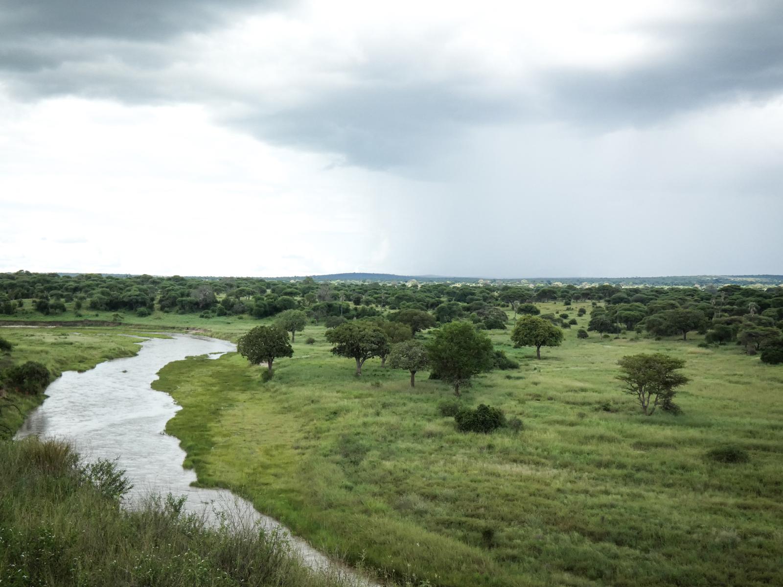 El río Tarangire serpenteando entre llanuras verdes bajo un cielo de tormenta