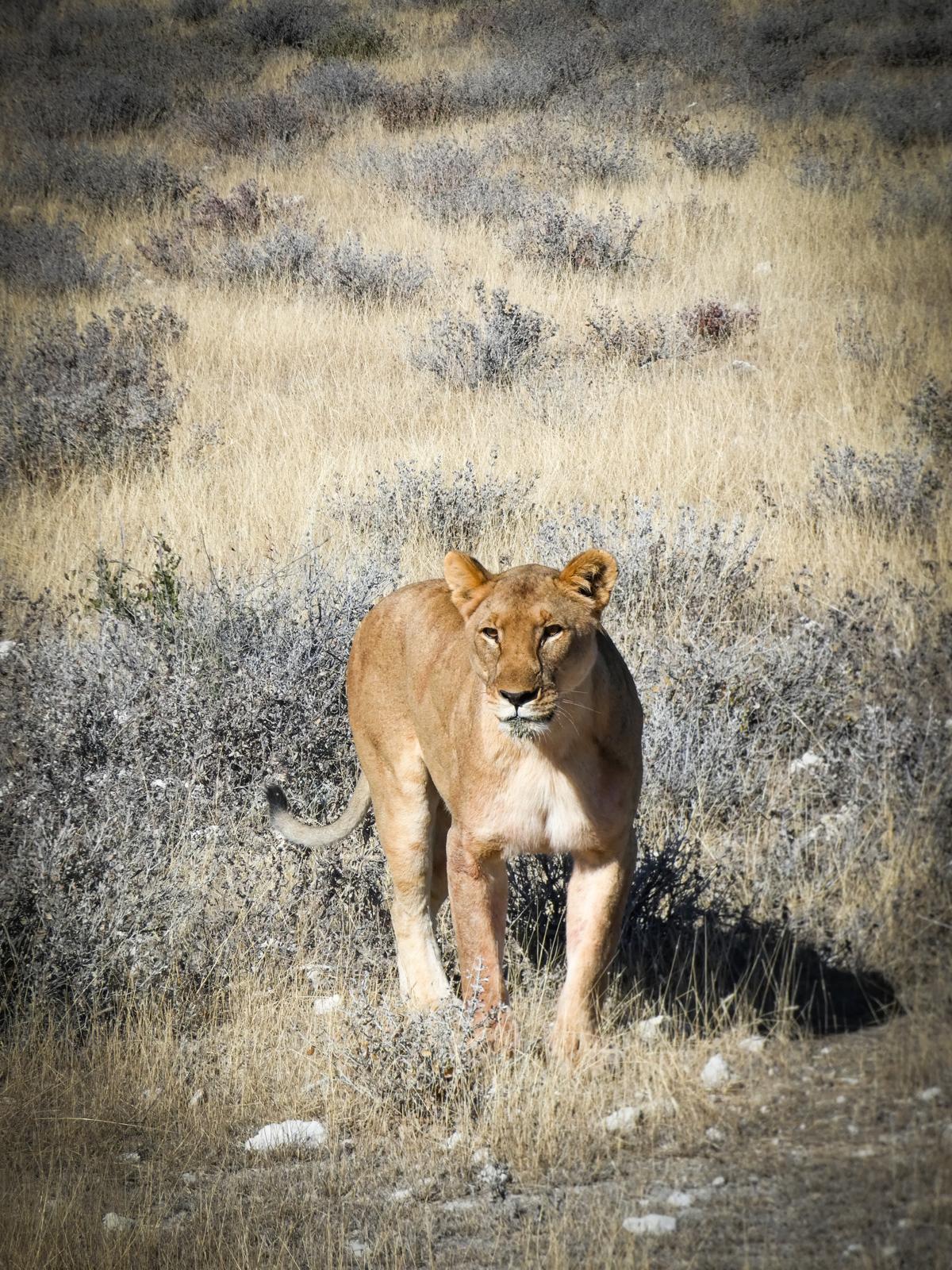 Leona caminando entre la hierba dorada del norte de Tanzania