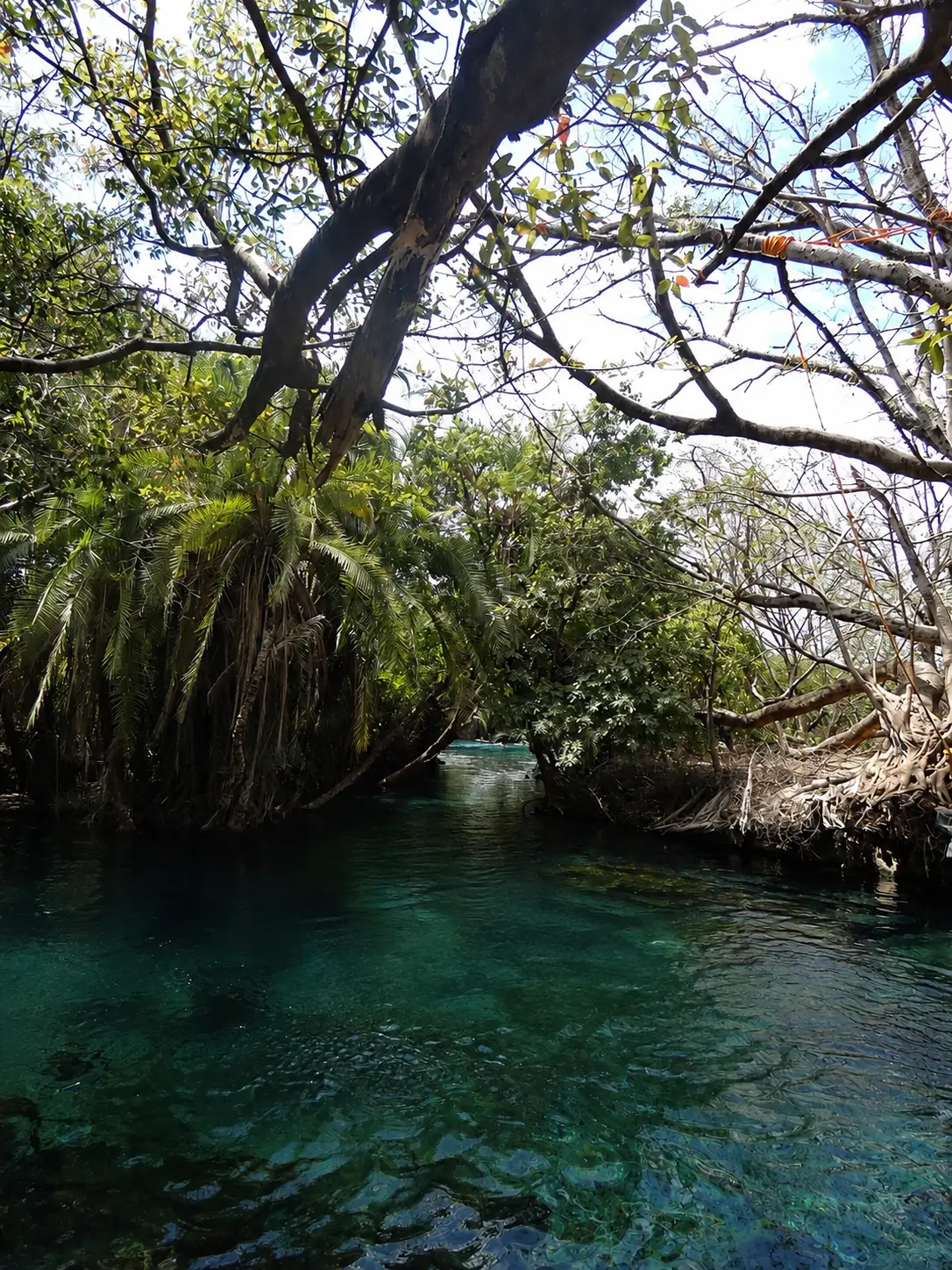 Emerald water bubbling up beneath the trees at Chemka hot springs