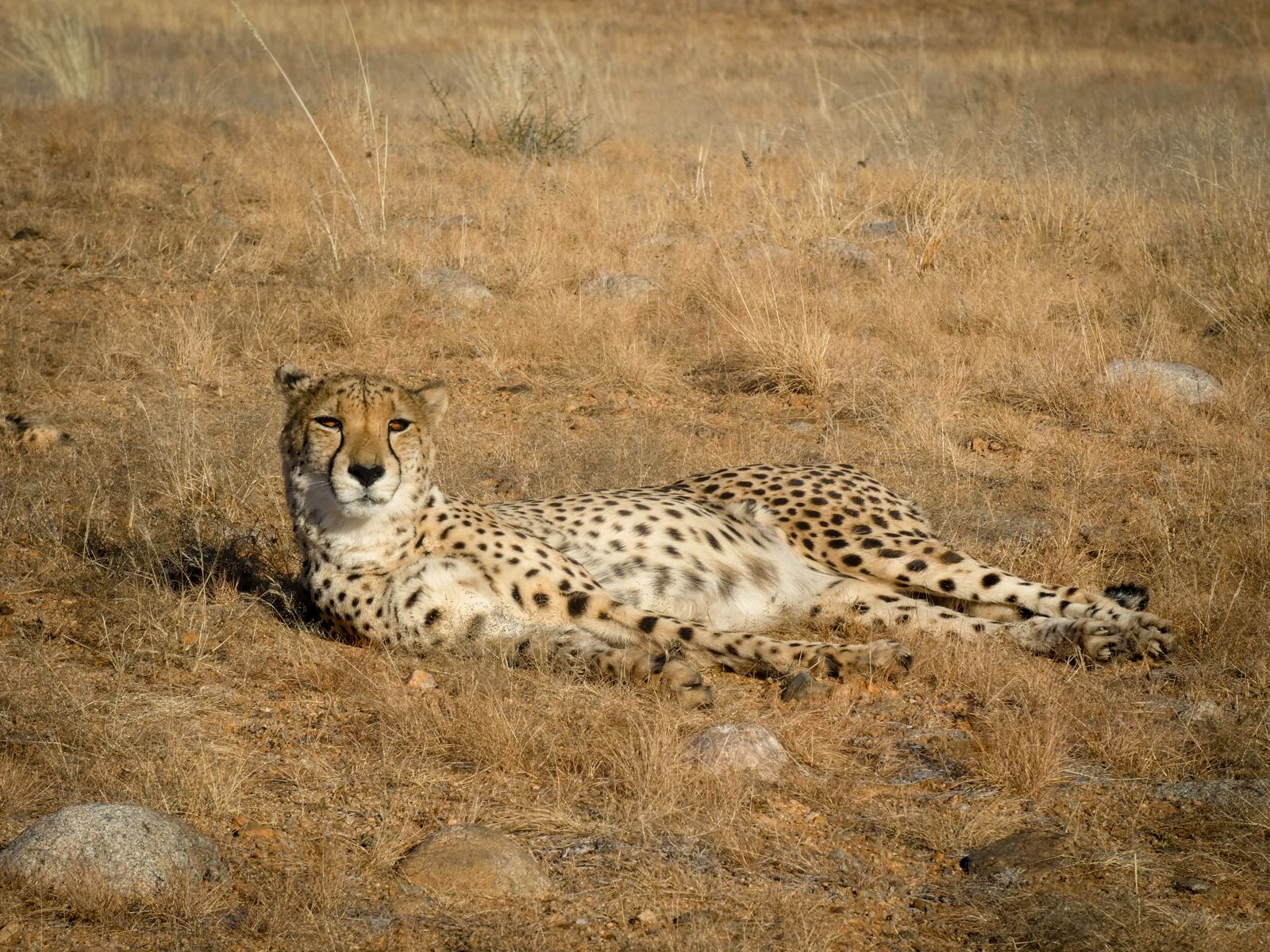 Classic Serengeti - Serengeti National Park