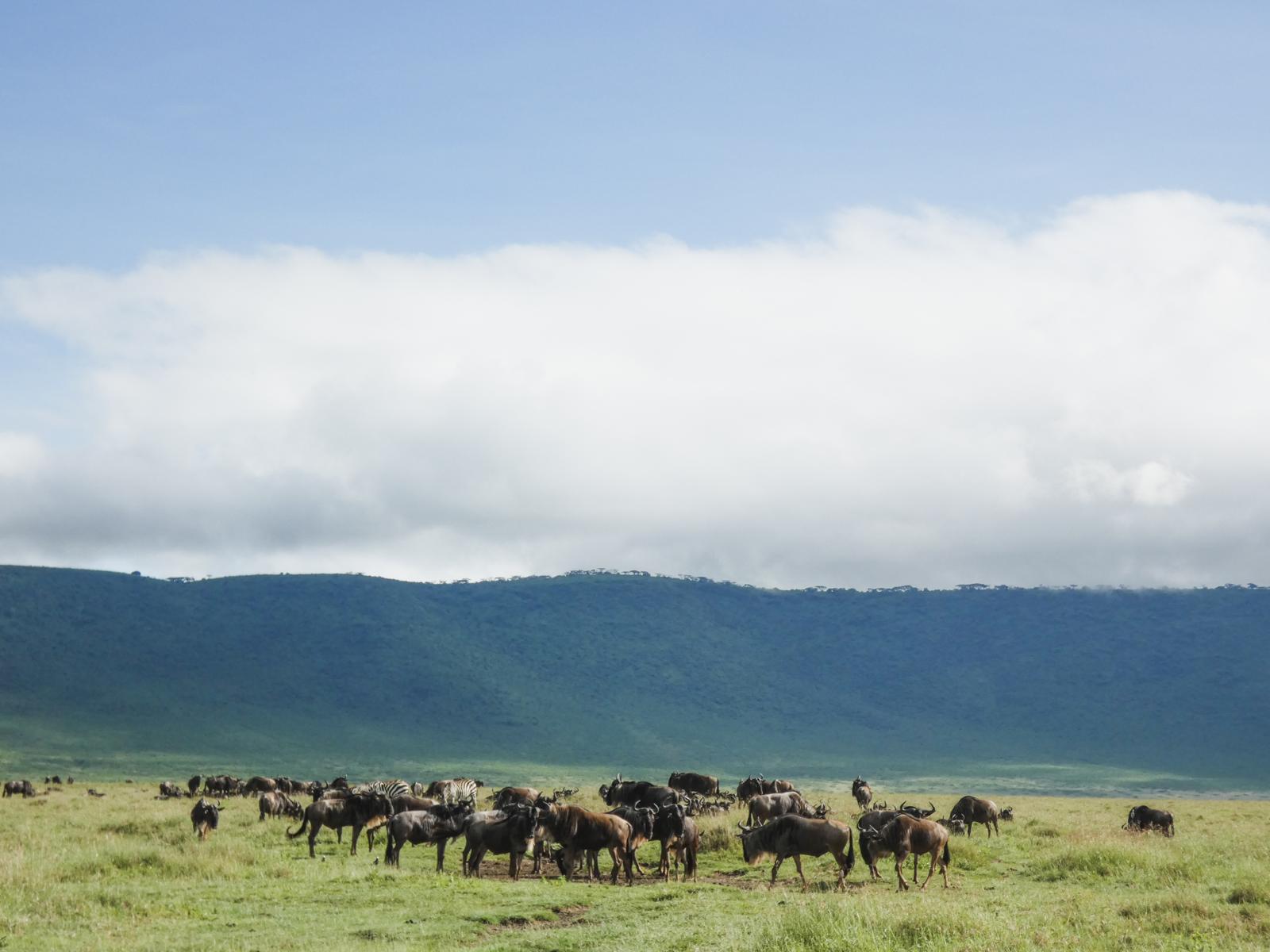 Ngorongoro Crater - Ngorongoro Conservation Area