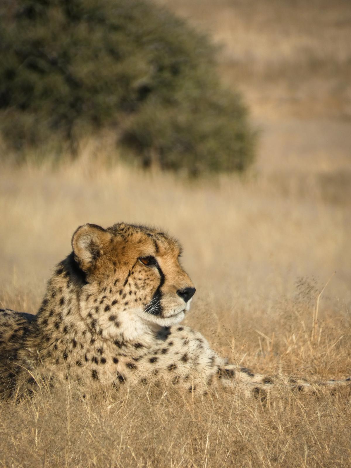 Guepardo descansando en la hierba alta del Serengeti