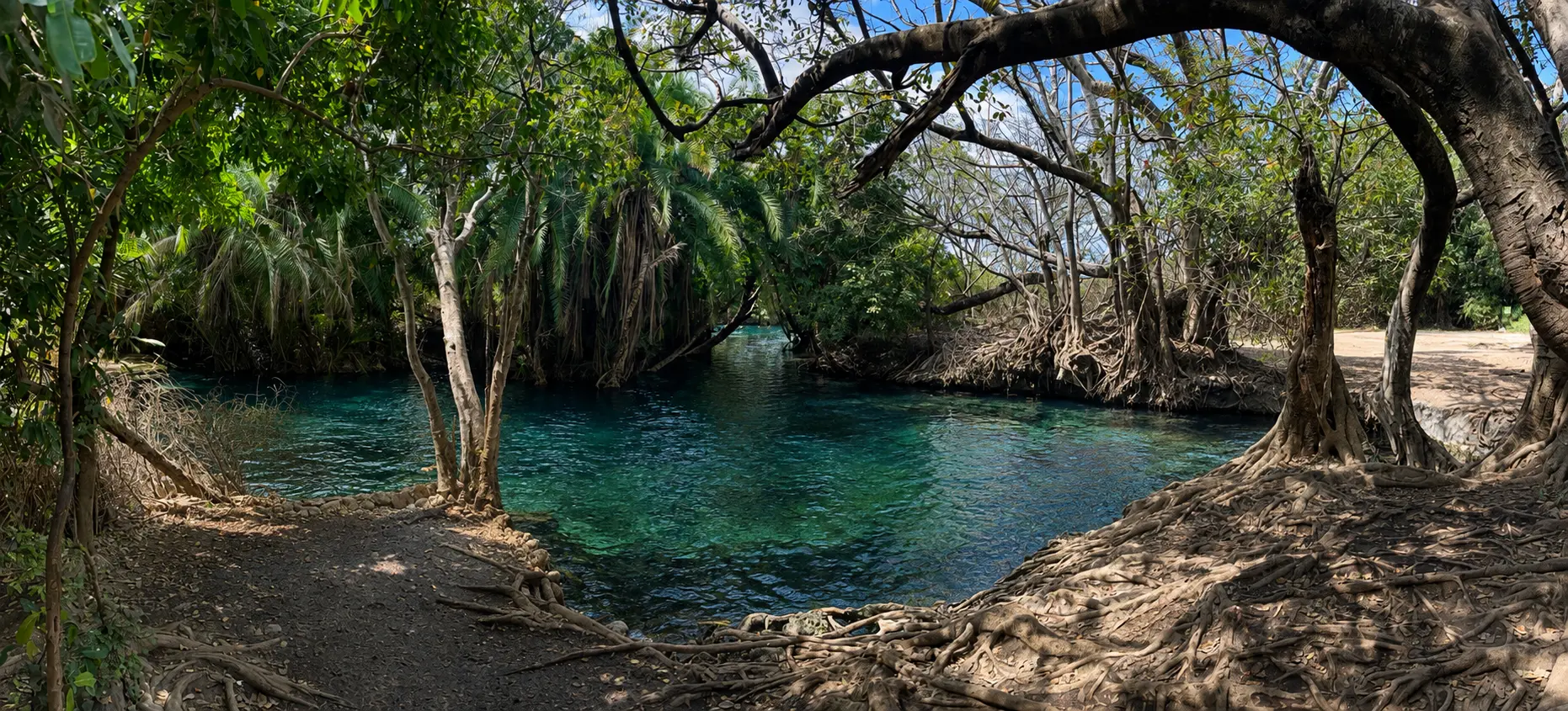 Turquoise waters of the Chemka hot springs shaded by fig trees