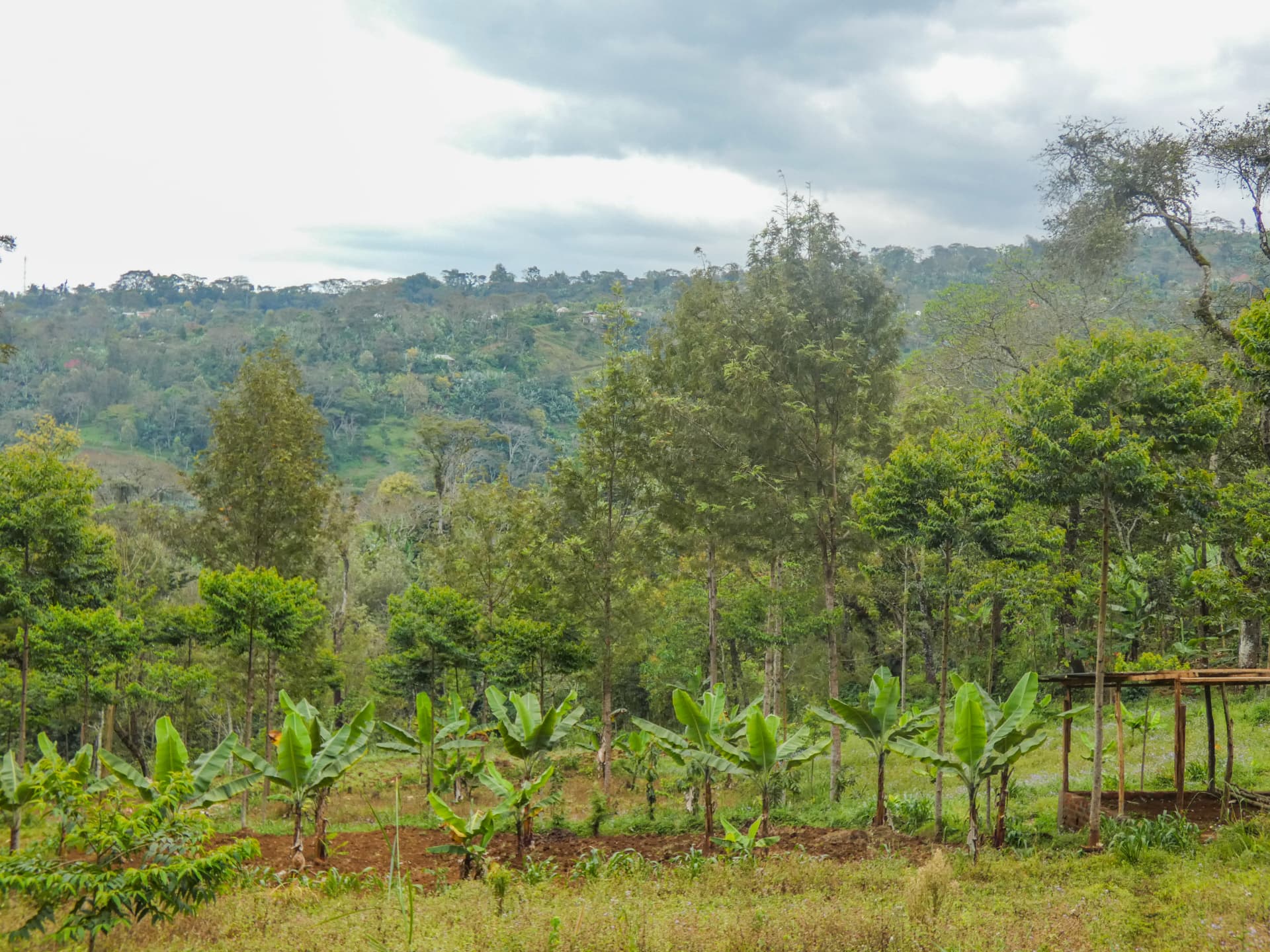 Banana plants and local crops on the fertile slopes of Kilimanjaro