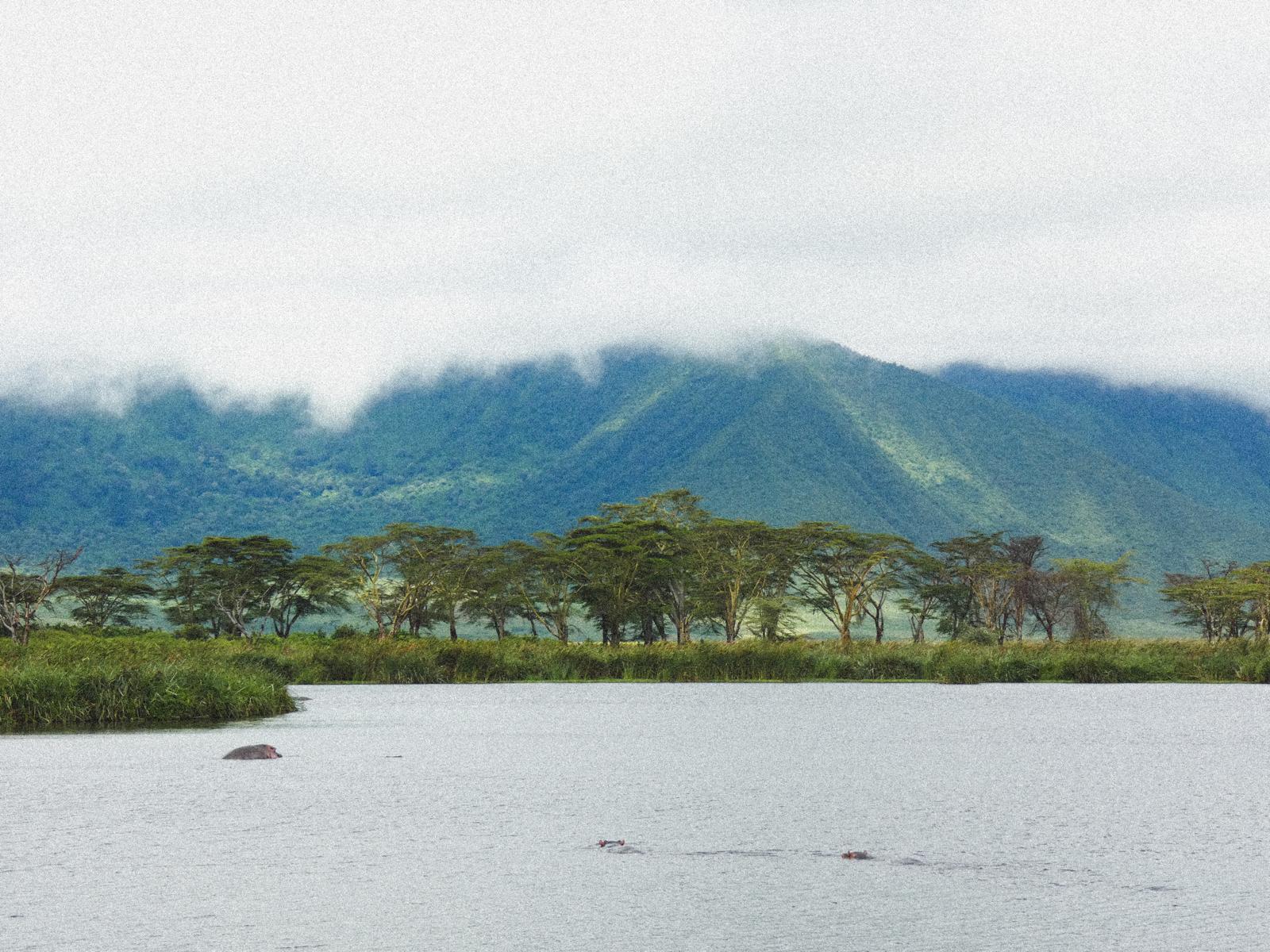Hipopótamos en un lago bajo el borde boscoso del Cráter del Ngorongoro