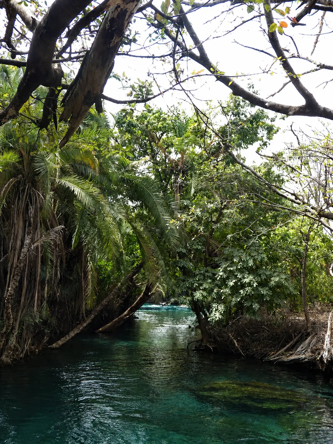 Palm trees leaning over the crystal-clear channel of Chemka hot springs